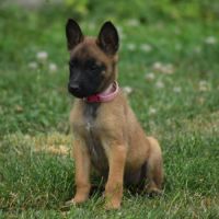 Chiots berger belge malinois lof à réserver #6
