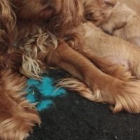 Cavalier king charles ruby