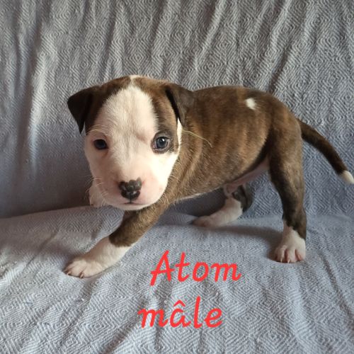 Chiots american staf lof à réserver #2