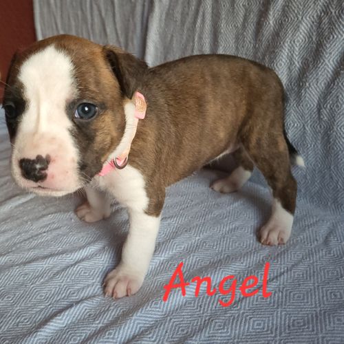 Chiots american staf lof à réserver #3