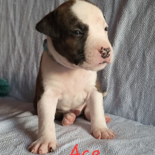 Chiots american staf lof à réserver #6