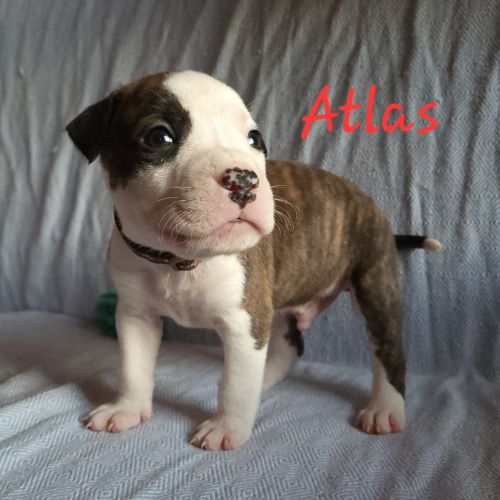 Chiots american staf lof à réserver #7