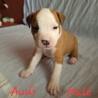 Chiots american staf lof à réserver #0