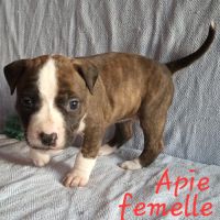 Chiots american staf lof à réserver #4