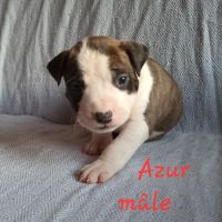 Chiots american staf lof à réserver #5