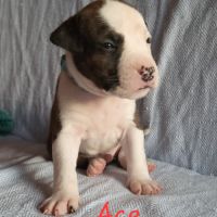 Chiots american staf lof à réserver #6