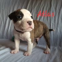 Chiots american staf lof à réserver #7