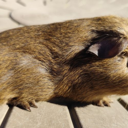 Cochon d'inde de race #1