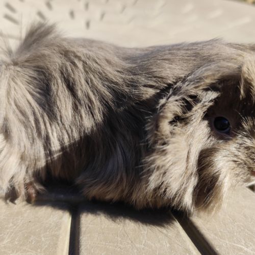 Cochon d'inde de race #2