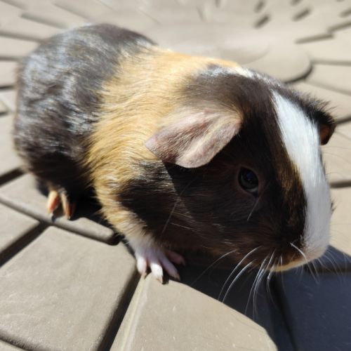 Cochon d'inde de race #6