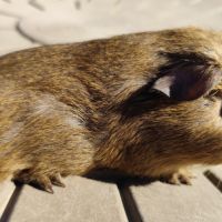 Cochon d'inde de race #1