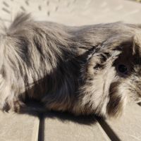 Cochon d'inde de race #2