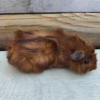 Cochon d'inde de race #3