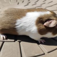 Cochon d'inde de race #5