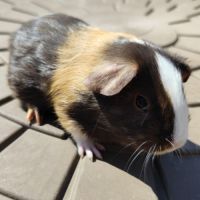 Cochon d'inde de race #6