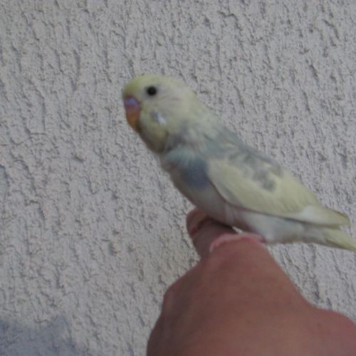 Perruches ondulées #1