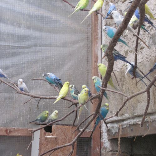 Perruches ondulées #3