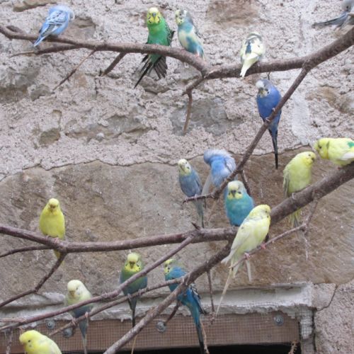 Perruches ondulées #4