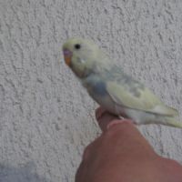 Perruches ondulées #1