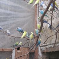 Perruches ondulées #3