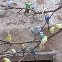 Perruches ondulées #4