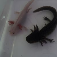 Vend couple axolotls #1