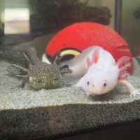 Vend couple axolotls