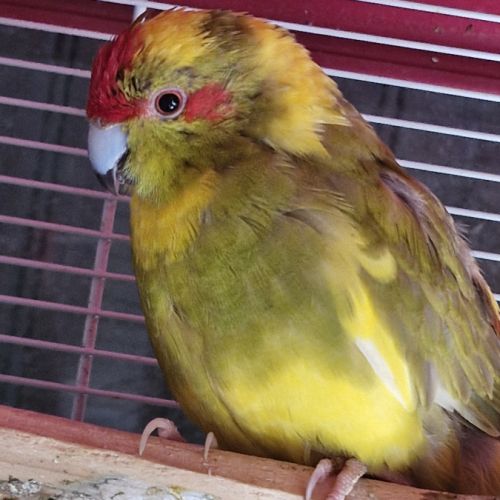 Amoureuse des kakarikis #1