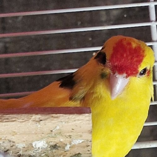 Amoureuse des kakarikis #2