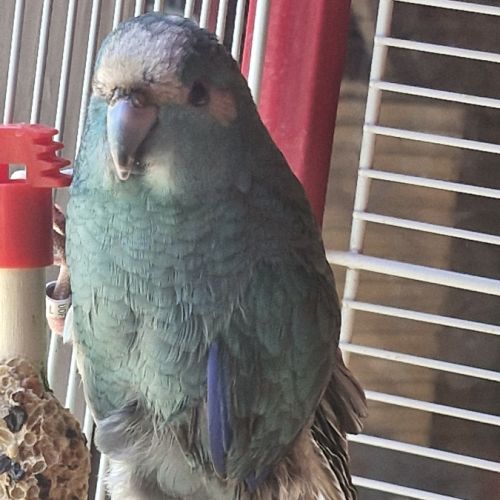 Amoureuse des kakarikis #3