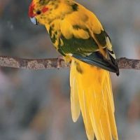 Amoureuse des kakarikis #0