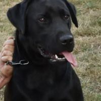 Donne labrador suite à une séparation