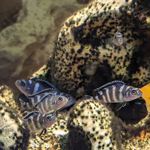 Pseudotropheus demasoni #3