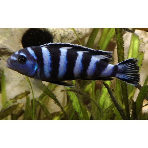 Pseudotropheus demasoni #5