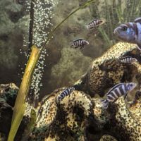 Pseudotropheus demasoni #1