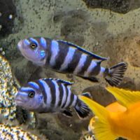 Pseudotropheus demasoni #0