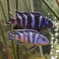 Pseudotropheus demasoni #4