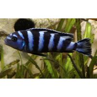 Pseudotropheus demasoni #5