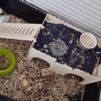 Cochon d'inde+ cage #2