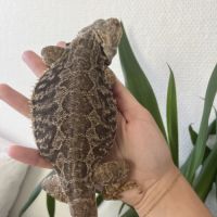 Don pogona vitticeps #1