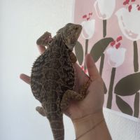 Don pogona vitticeps #0