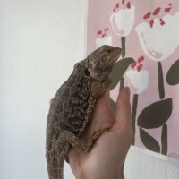 Don pogona vitticeps #3