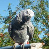 Cherche achat ou don mâle gris du gabon