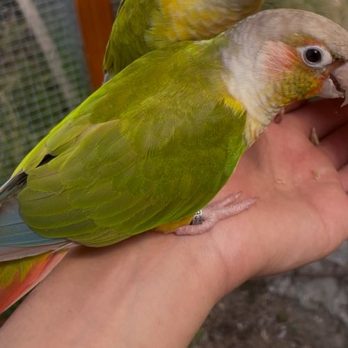 Vente conure eam #3