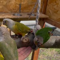 Vente conure eam #2