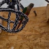 Vente conure eam #4
