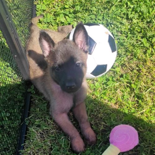 Chiots - chiens de berger belges malinois lof #4