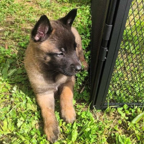 Chiots - chiens de berger belges malinois lof #5