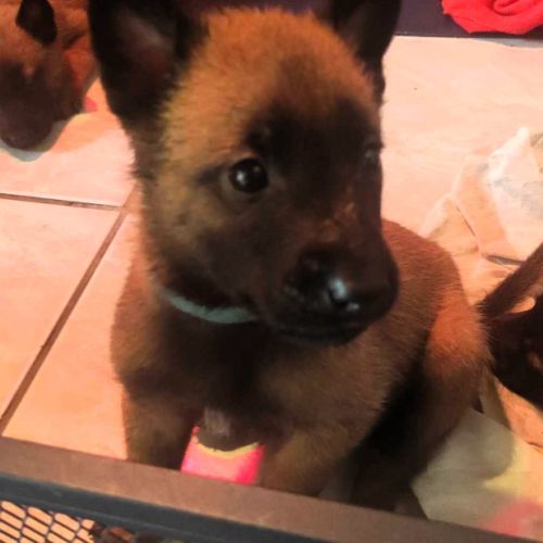 Chiots - chiens de berger belges malinois lof #7