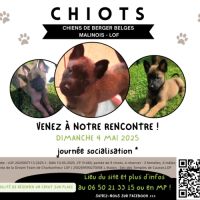 Chiots - chiens de berger belges malinois lof
